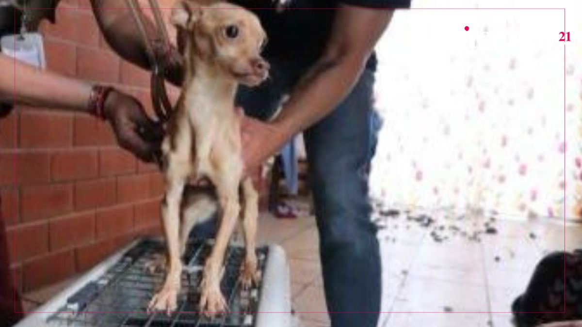 Fiscalía rescata a perrito abandonado en una vivienda de Texmelucan