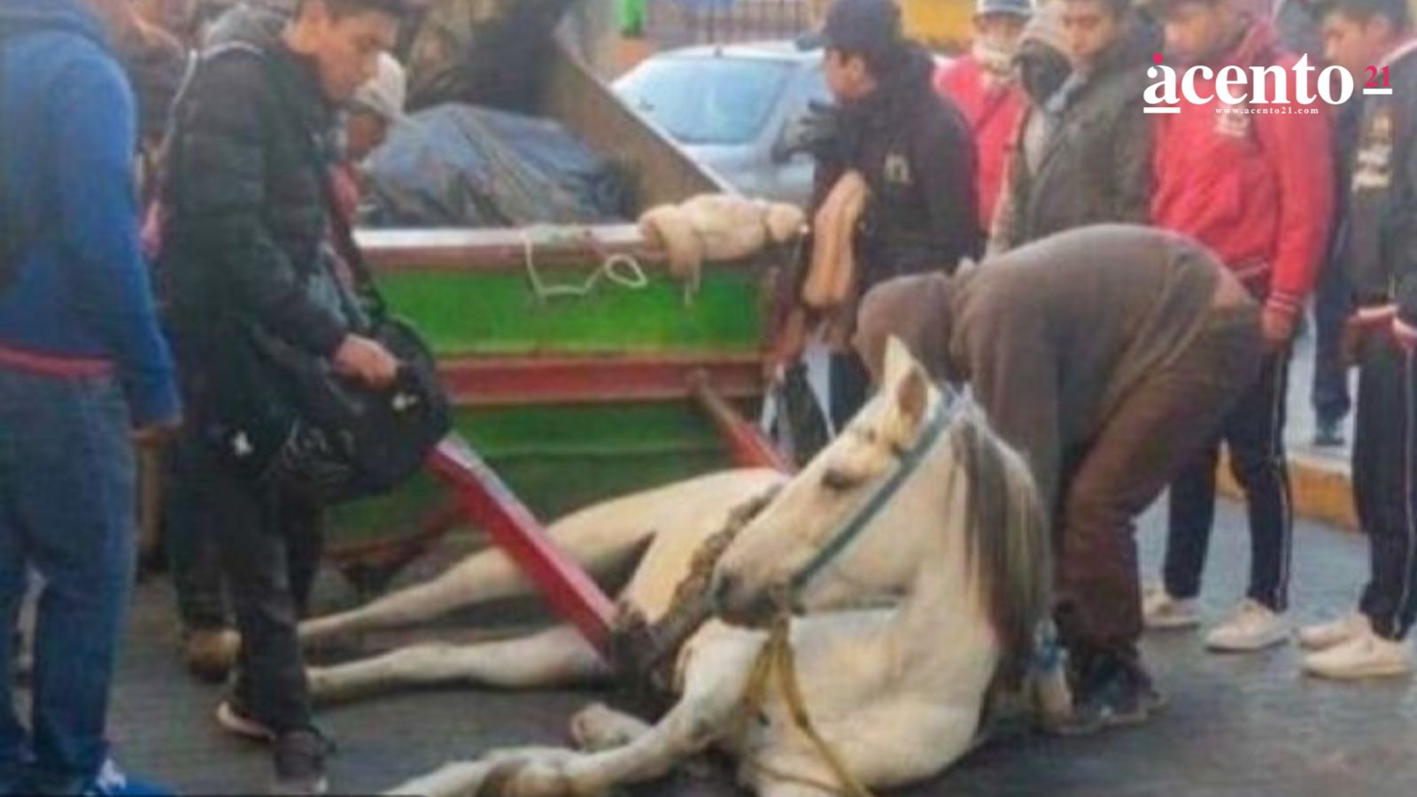 Ordenan a gobierno de Texmelucan frenar maltrato a caballos