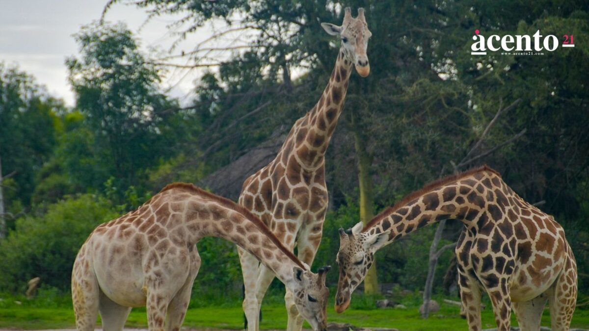 Día de la Jirafa: estos son unos datos curiosos de la especie