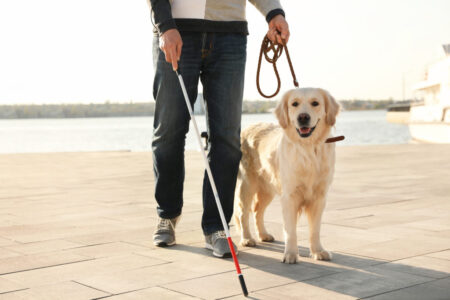 Los perros guía cumplen una función vital en la vida de personas con discapacidad visual. Más allá de ser animales de compañía