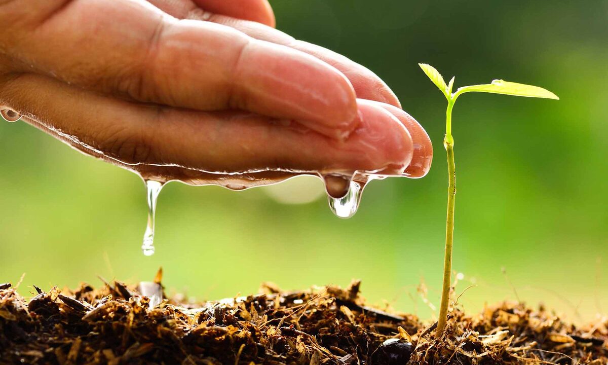 Día Mundial del Medio Ambiente: un llamado global a cuidar el planeta
