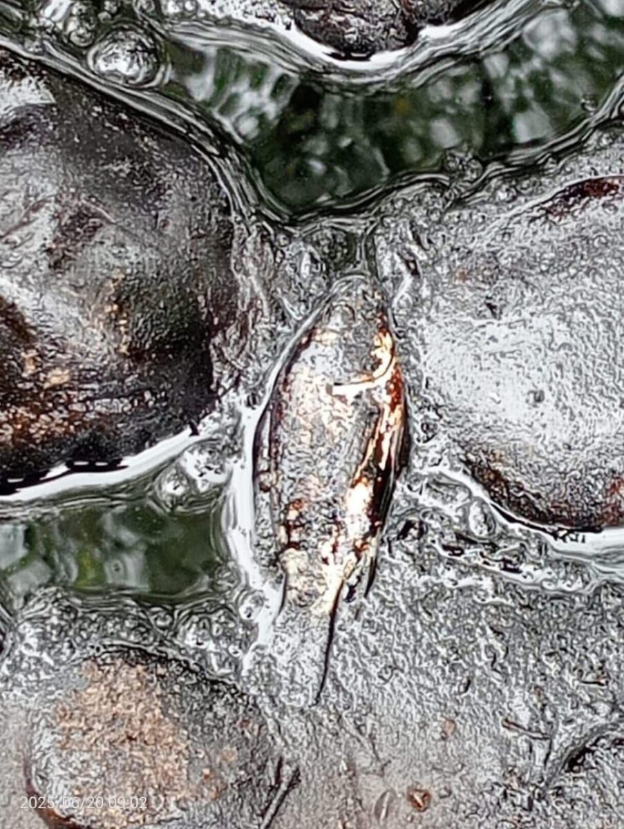 Una fuerte contaminación y peces muertos así como otros que quedaron atrapados entre petróleo, 