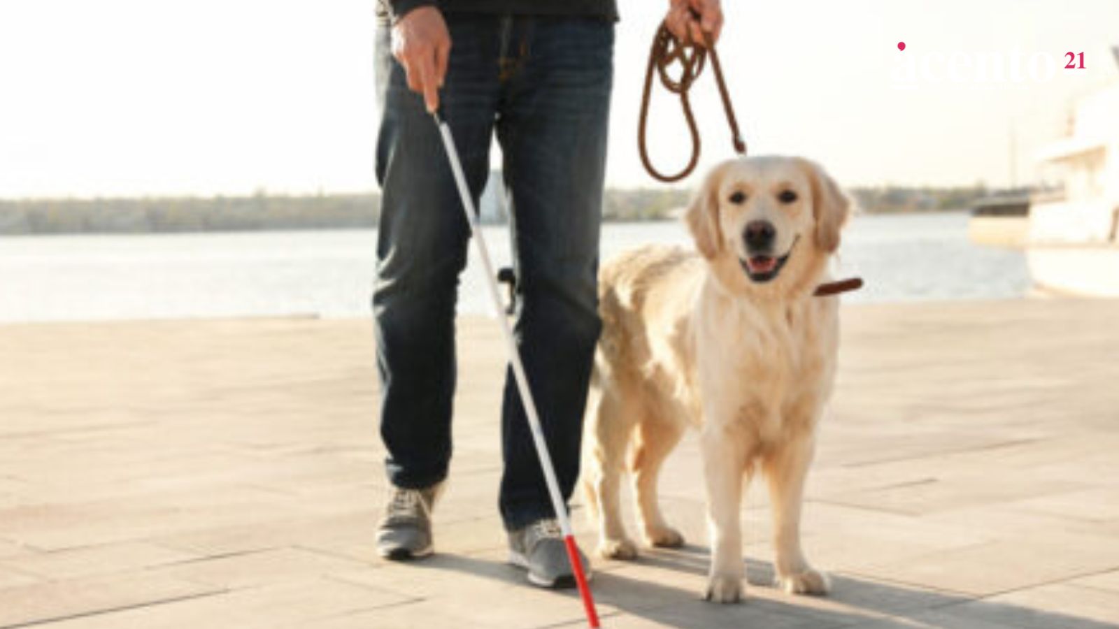 ¿Por qué no se debe acariciar a un perro guía