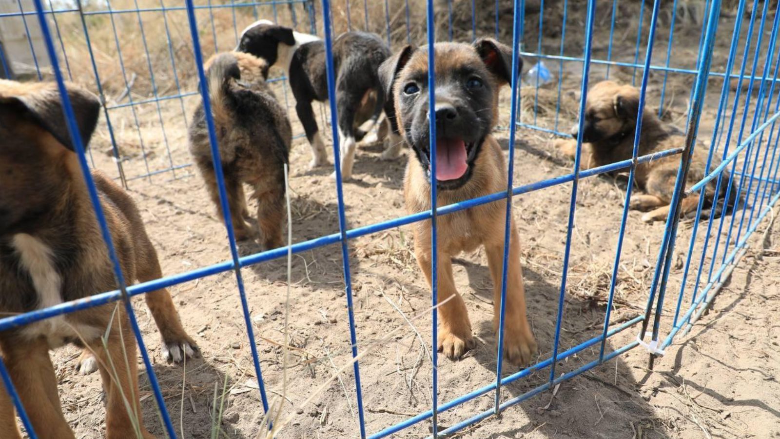 Centro de Bienestar Animal en Puebla estará listo en junio de 2026; costará 303 mdp