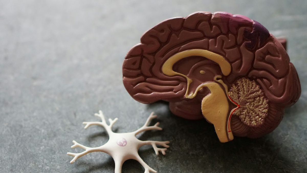 Día Mundial del Cerebro: cuídalo más que nunca