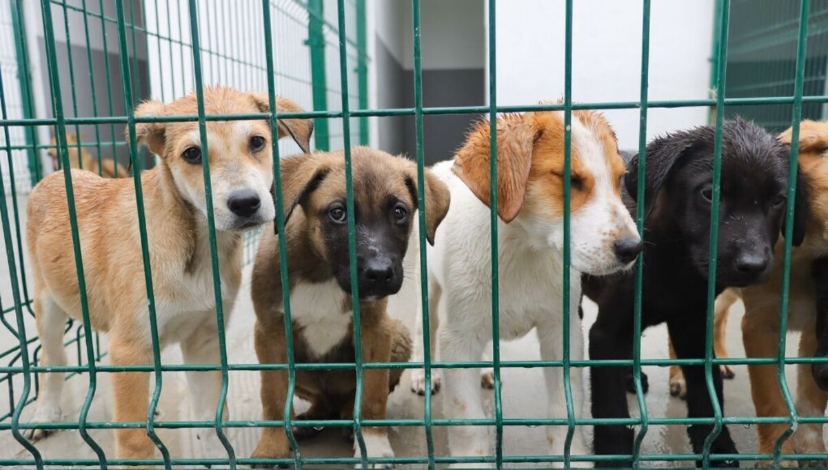 Bienestar Animal será OPD en Puebla: nuevo centro tendrá siete hectáreas y atenderá mil 500 animales