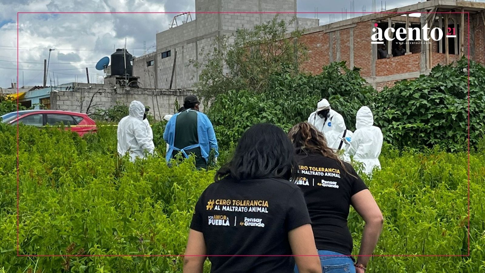 Exhuman por primera vez en Puebla capital el cuerpo de un perrito por posible caso de crueldad animal