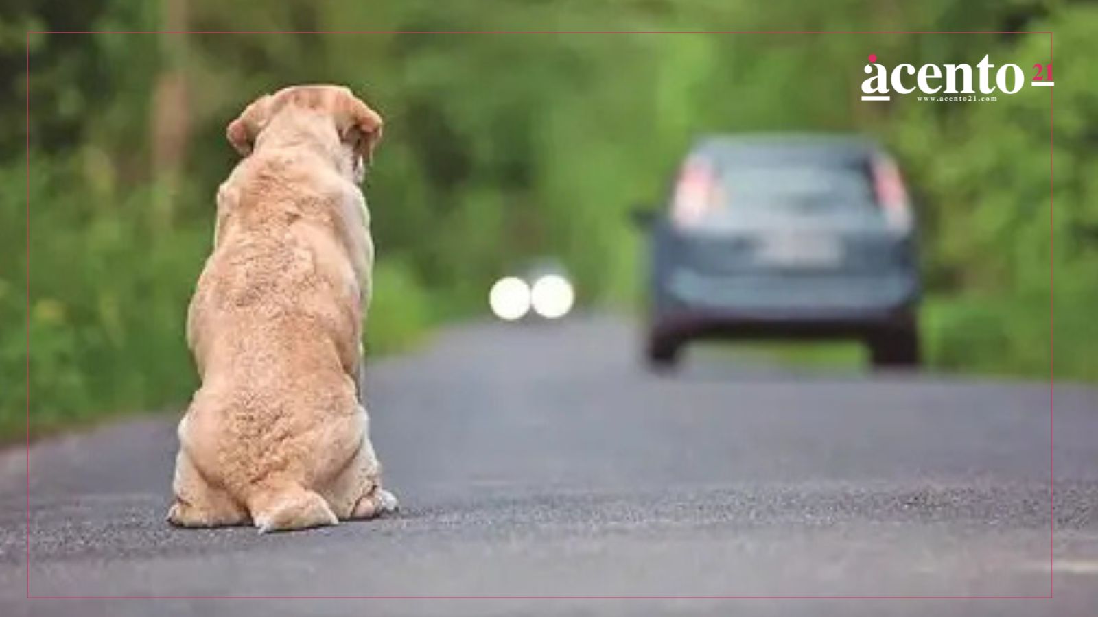 Proponen hasta 8 años de cárcel por abandona de animales en Puebla