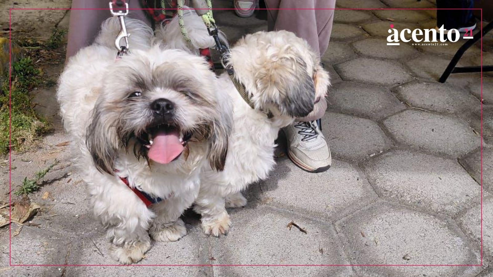 Acerca Gobierno de la Ciudad servicios de bienestar animal a colonias del municipio