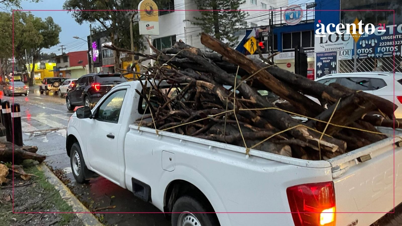 Atiende Protección Civil caída de árbol frente a Ciudad Universitaria