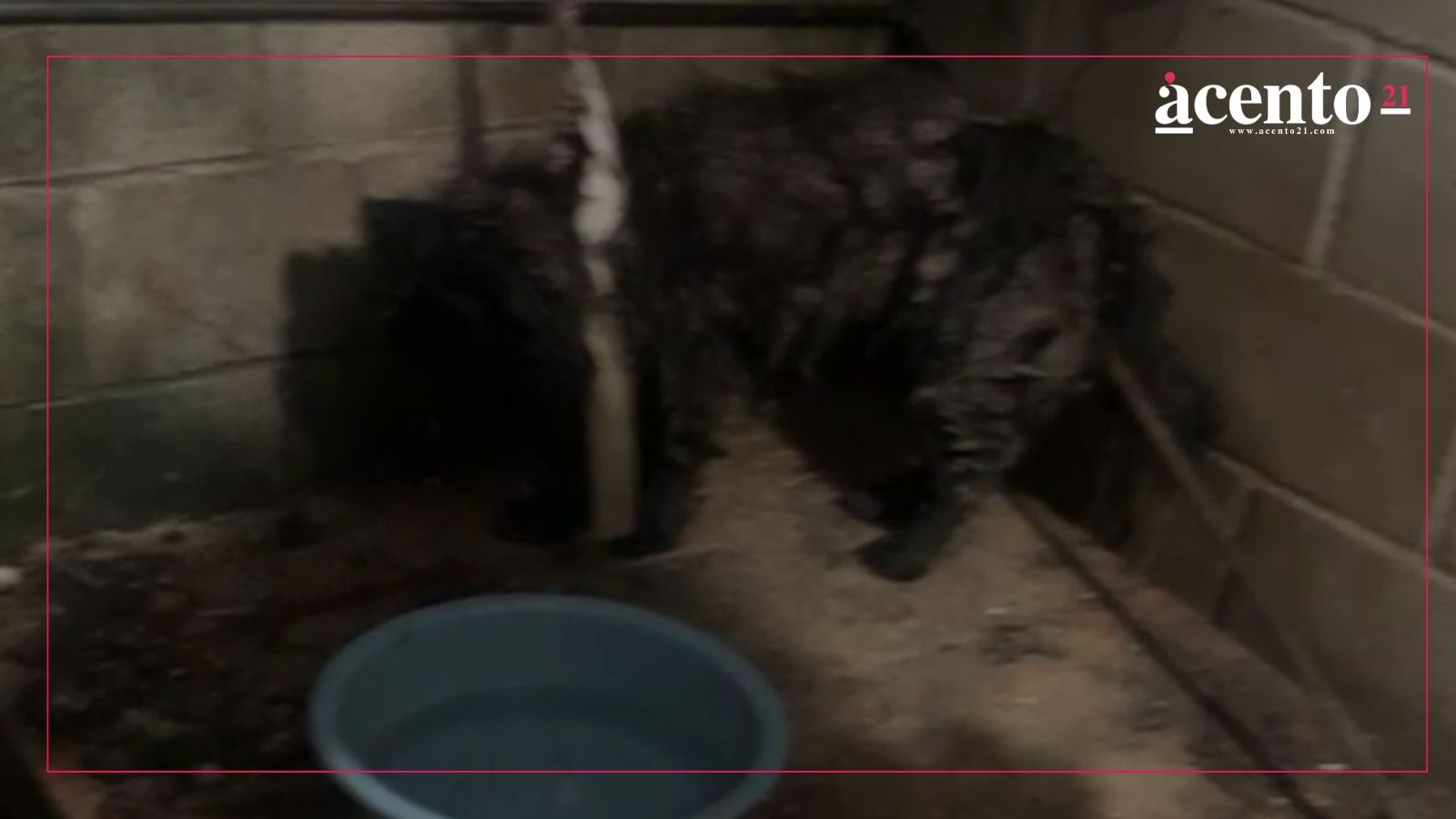 Familia de Geovillas Los Encinos dejaba morir a dos perritos