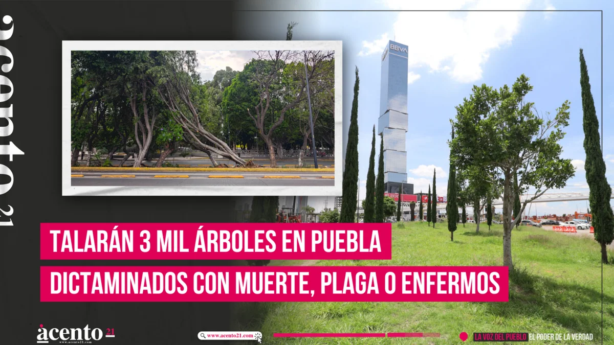 Talarán 3 mil árboles en Puebla dictaminados con muerte, plaga o enfermos