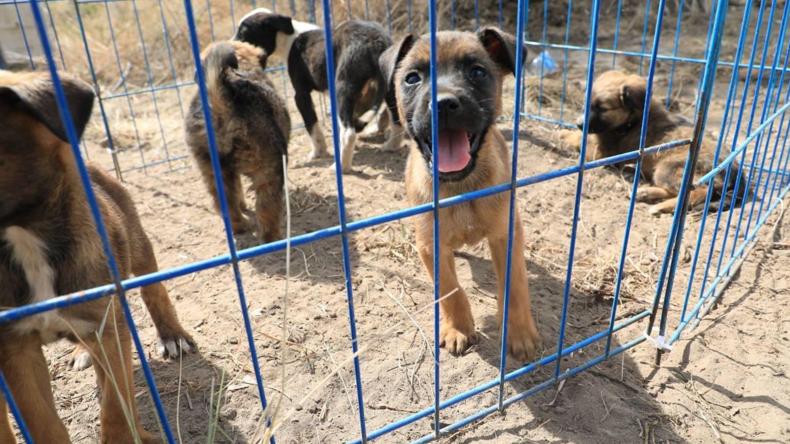 Estas áreas tendrá el Centro de Bienestar Animal de Puebla; su periodo de vida supera los 30 años