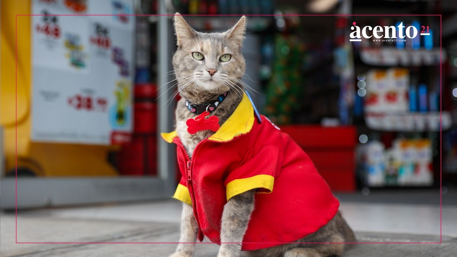 Conoce a Minina, la gatita adoptada por trabajadores del Oxxo de San Sebastián en Puebla