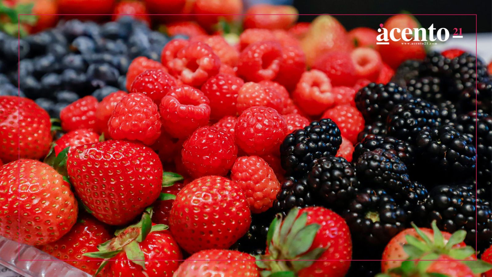 Feria de las Berries Huejotzingo 2025 ofrecerá transporte gratuito para los visitantes