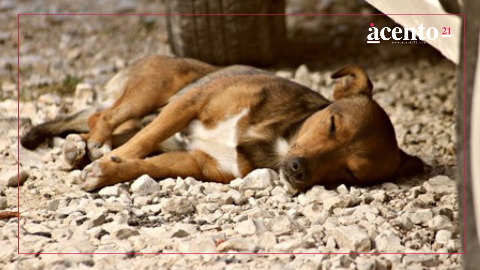 Caso de crueldad animal en Chiautla de Tapia: regidor arrastra a perrito en una motocicleta