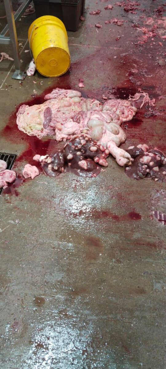 el consumo de carne o vísceras con parásitos puede derivar en enfermedades gastrointestinales severas, infecciones y en casos graves, hospitalización.