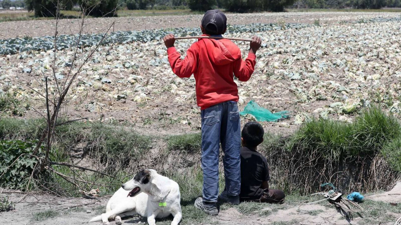 Morena propone hasta 18 años de cárcel por utilizar niños como halcones