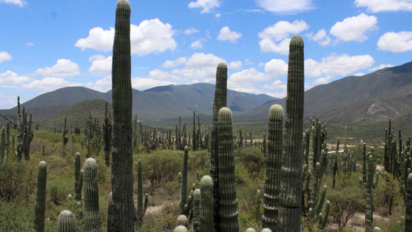 Zapotitlán Salinas busca nombramiento de Best Tourism Villages de ONU; ya entregaron expediente