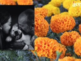 Comienza Día de Muertos con ofrendas para mascotas