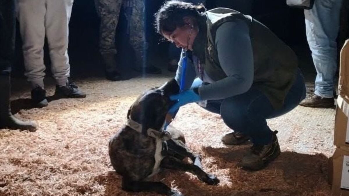 IBA resguarda 34 perros y gatos afectados por lluvias en Sierra Norte de Puebla