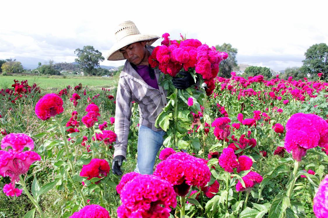 Puebla líder en producción de cempasúchil y terciopelo