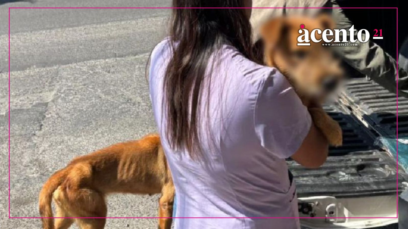 Perritos que vivían maltrato fueron rescatados por la FGE en el Barrio de San Juan