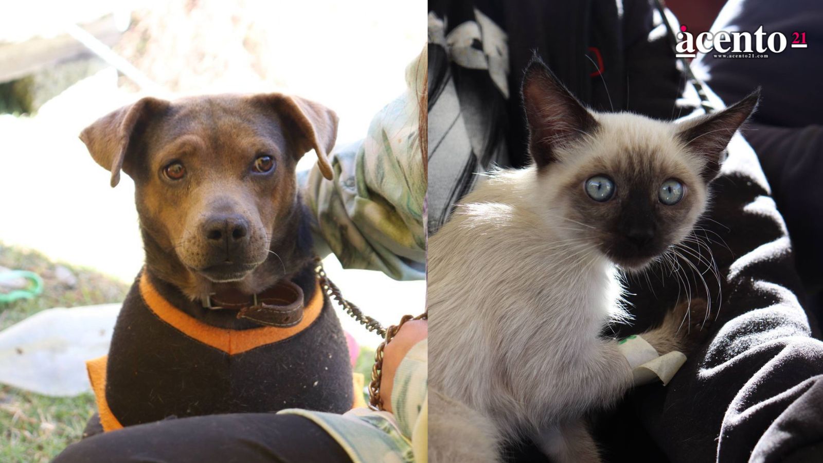 Se llevaron a cabo jornadas de servicios veterinarios y orientación ciudadana en la junta auxiliar La Libertad