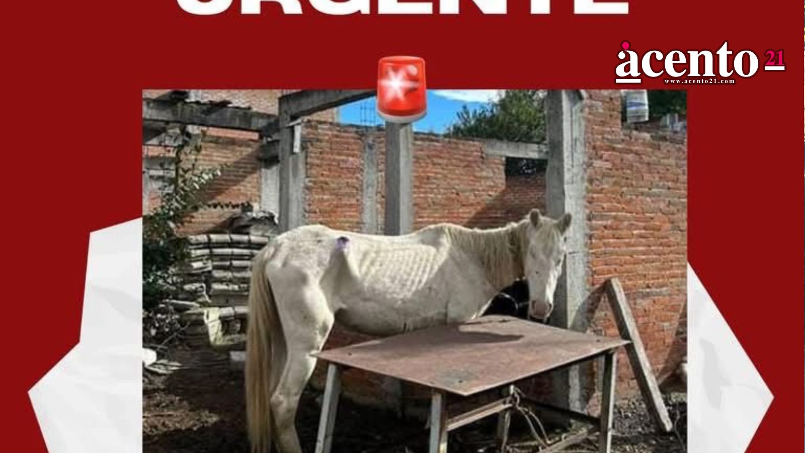 Cuacolandia exhibió caso de maltrato animal contra un caballo en Atlixco