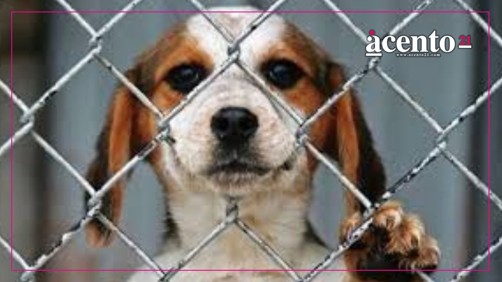 Proponen hasta 12 años de cárcel por crueldad animal en Puebla