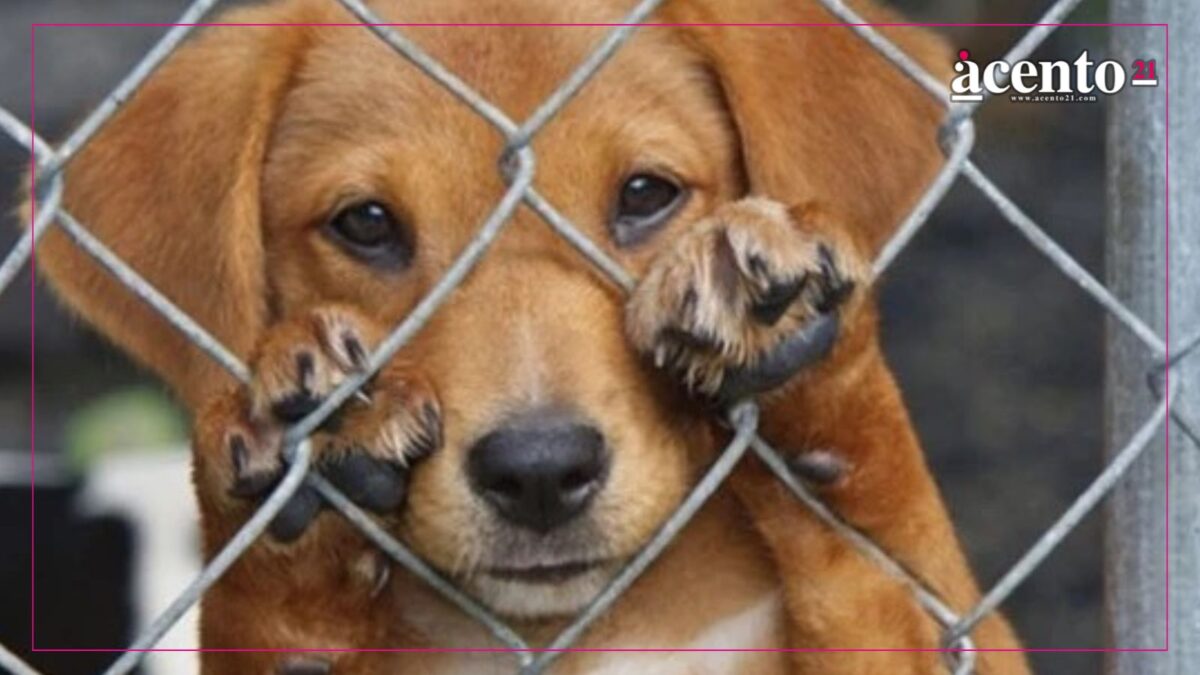 Personas sancionadas por maltrato animal en Puebla no podrán ser candidatos, propone diputado