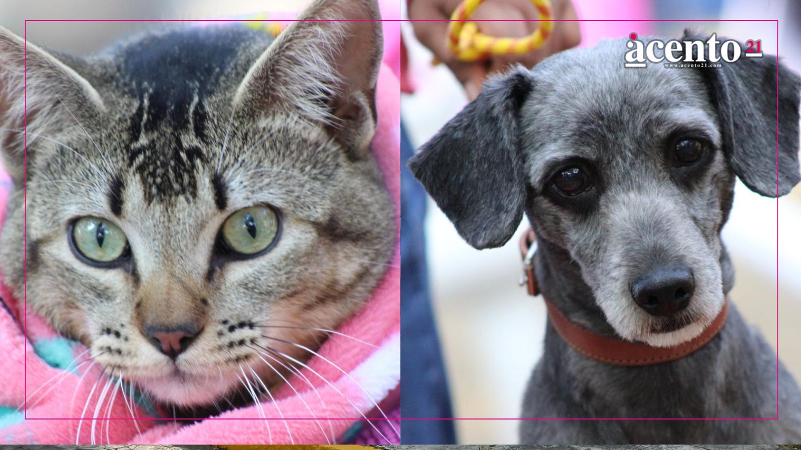 Emite Gobierno de la Ciudad medidas para el cuidado de mascotas ante temporada de frío