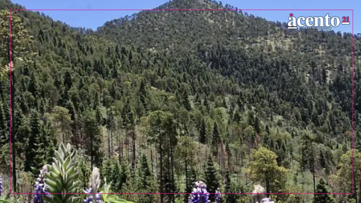 Ecoparque La Malinche contará con Policía y Guardia Forestal para combatir tala ilegal