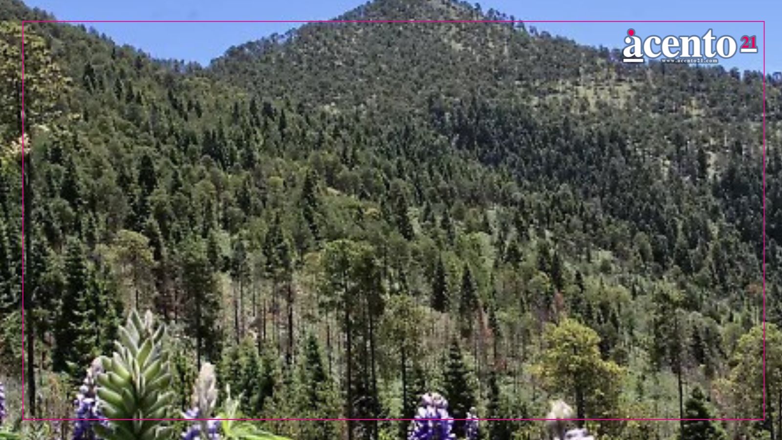 Ecoparque La Malinche contará con Policía y Guardia Forestal para combatir tala ilegal