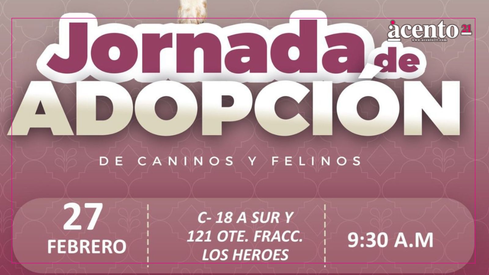 Gobierno de Pepe Chedraui invita a participar en las Jornadas de Adopción de Gatitos y Perritos