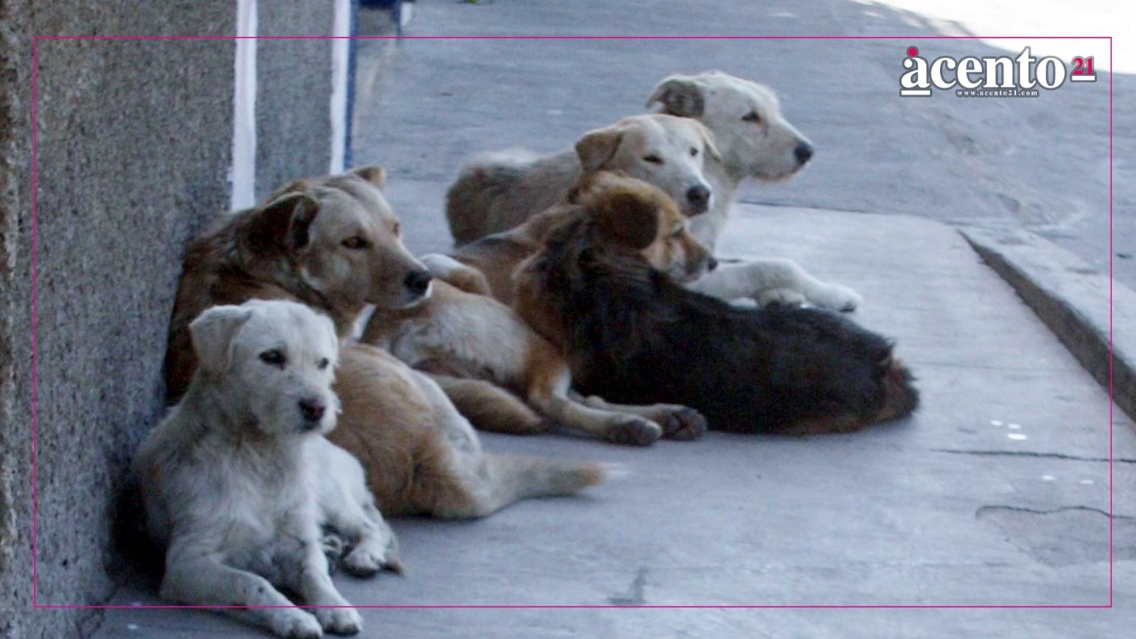 Buscan que Puebla tenga Fiscalía Especializada en Delitos contra Animales