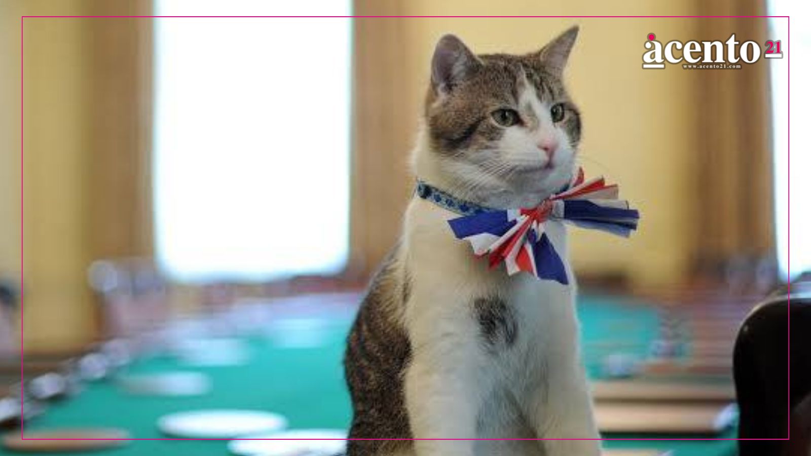 Larry, el gato del primer ministro británico, cumple 15 años como “jefe cazador de ratones”