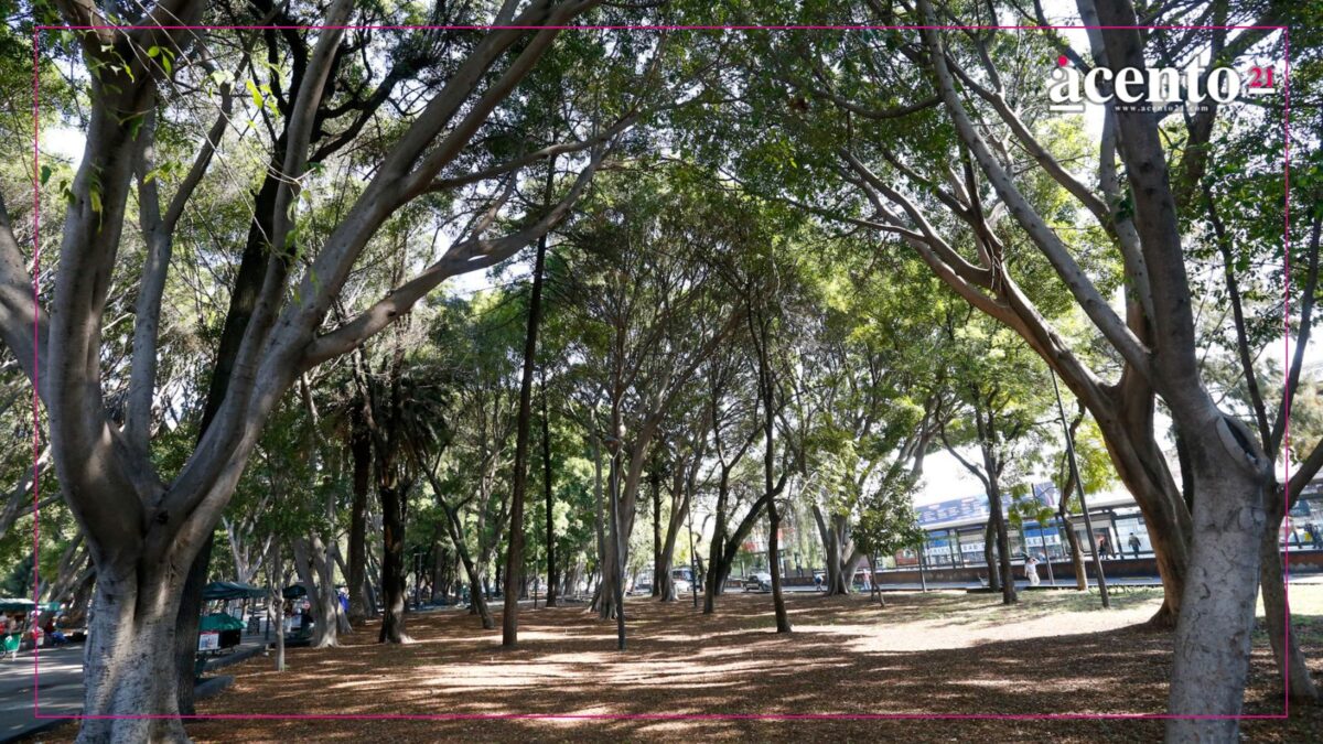 Reubicarán 280 árboles por obras del Cablebús en Puebla