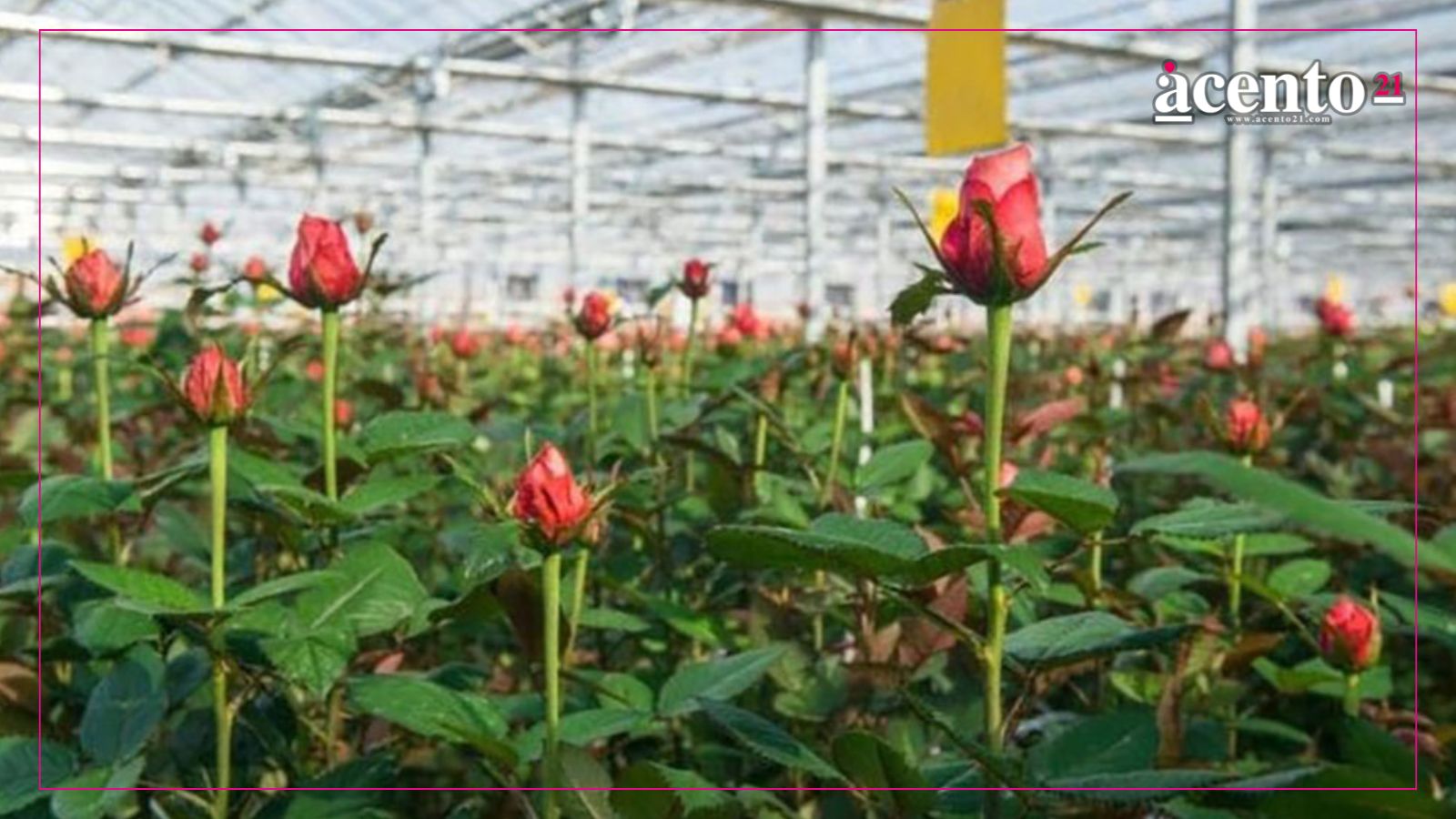 Mujeres de San Juan Tetla; las principales productoras de rosas en Puebla