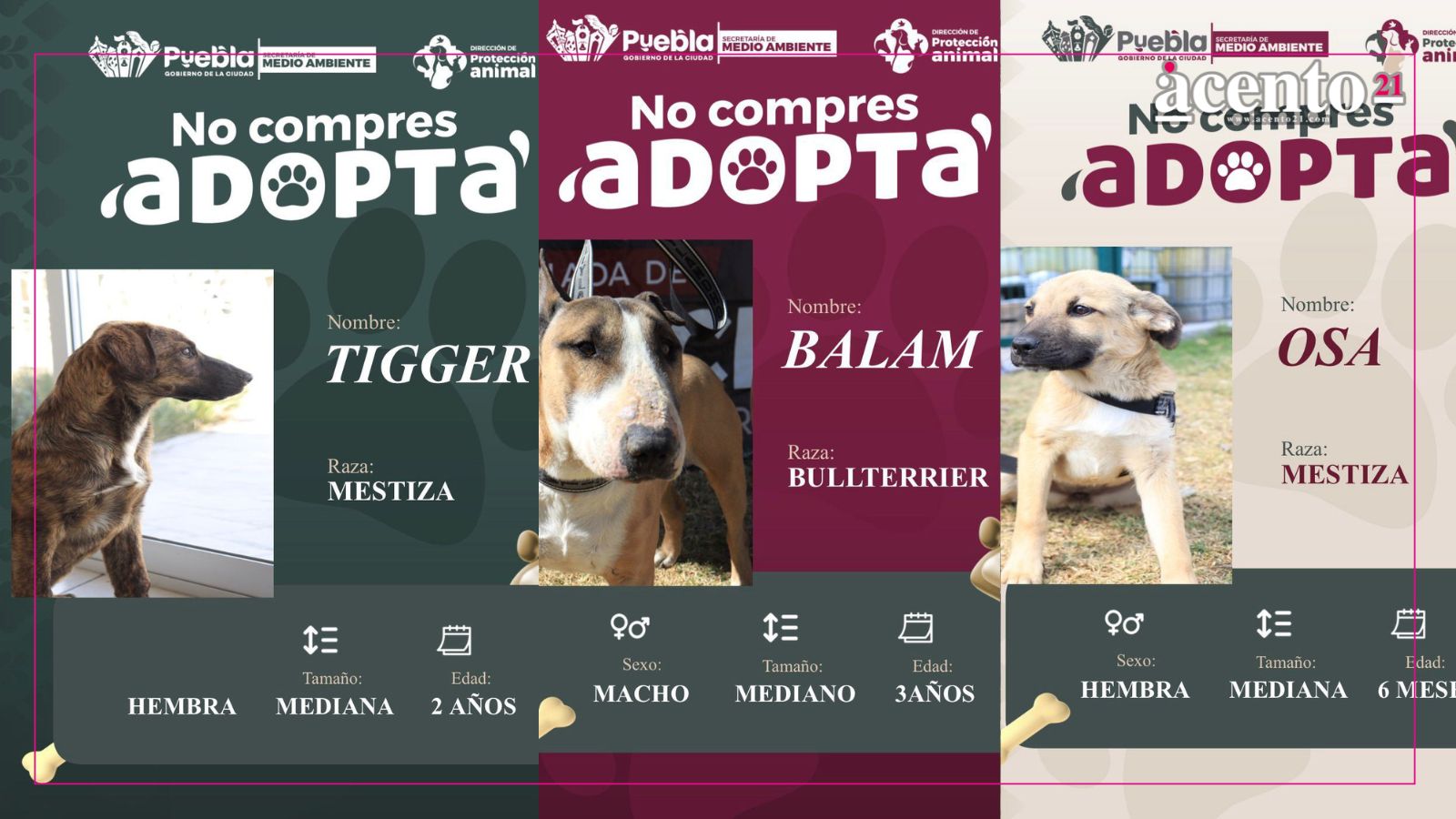 Impulsa Pepe Chedraui la adopción responsable de perritos