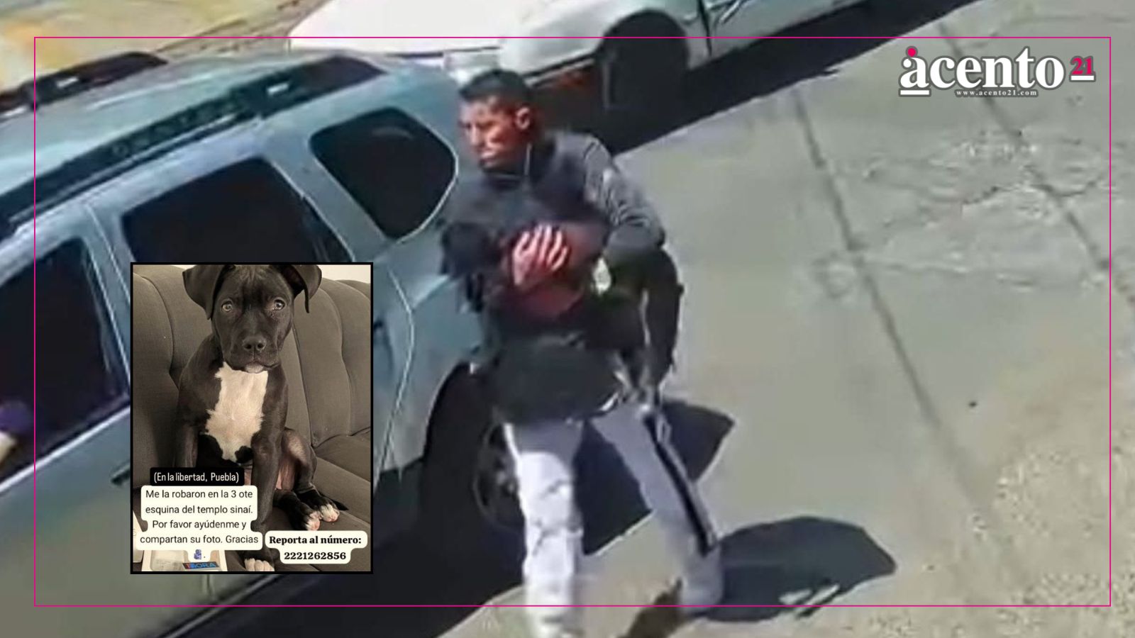 Roban cachorra pitbull en la colonia La Libertad; dueños piden apoyo para localizar al responsable