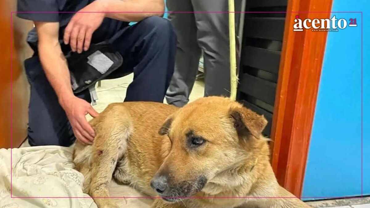 DIF Estatal absorberá Instituto de Bienestar Animal; investigará casos de maltrato animal en Puebla