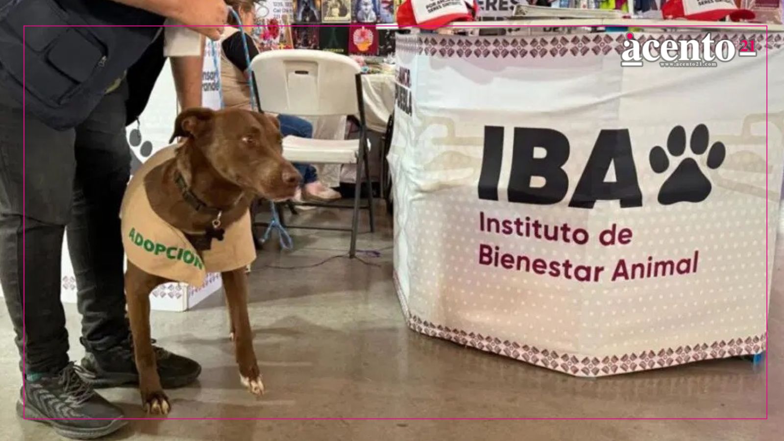 Congreso aprueba reformas para que Instituto de Bienestar Animal sea operado por el DIF