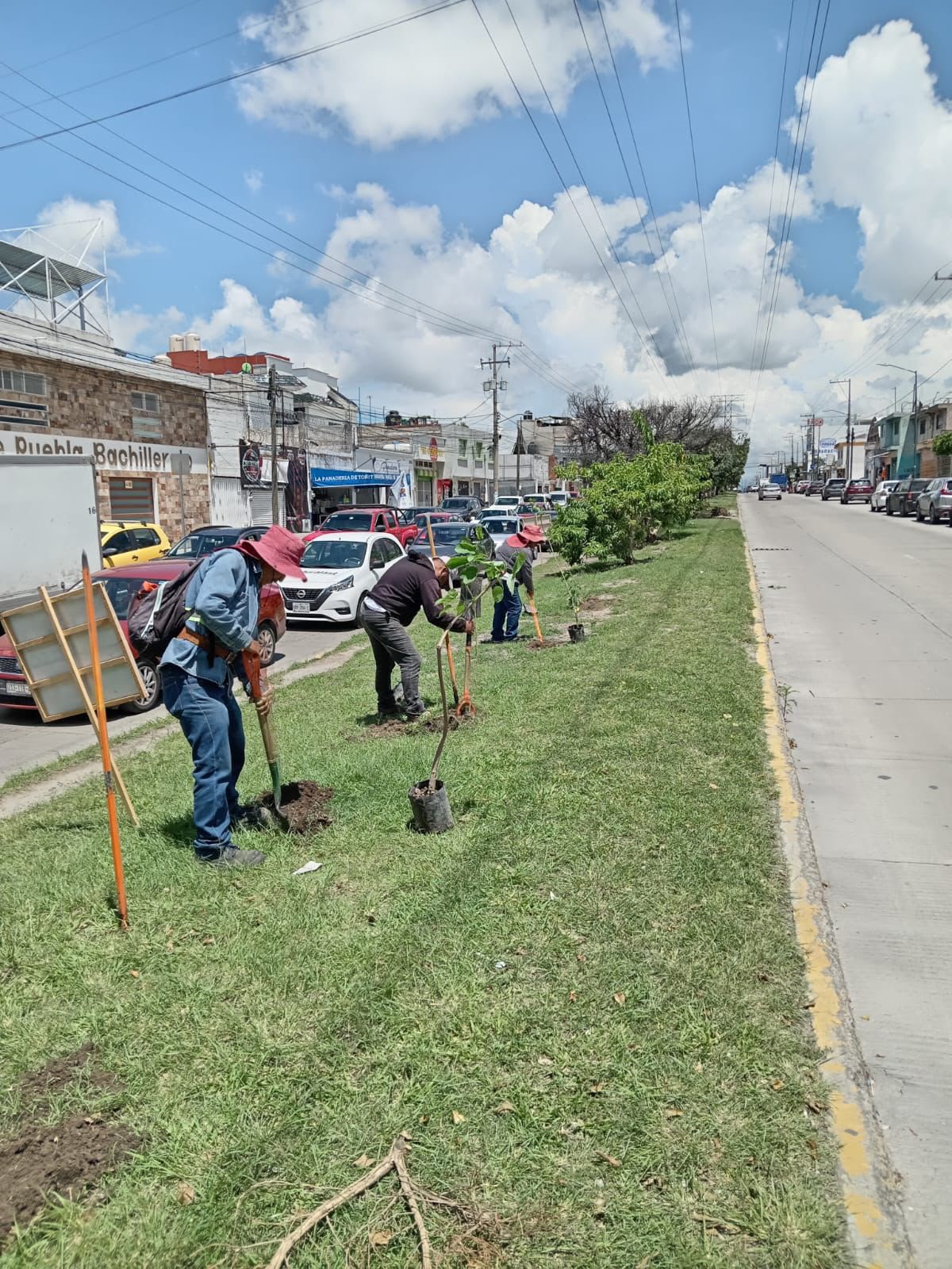Avanza Gobierno de Pepe Chedraui en la reforestación con la plantación de más de 9 mil árboles