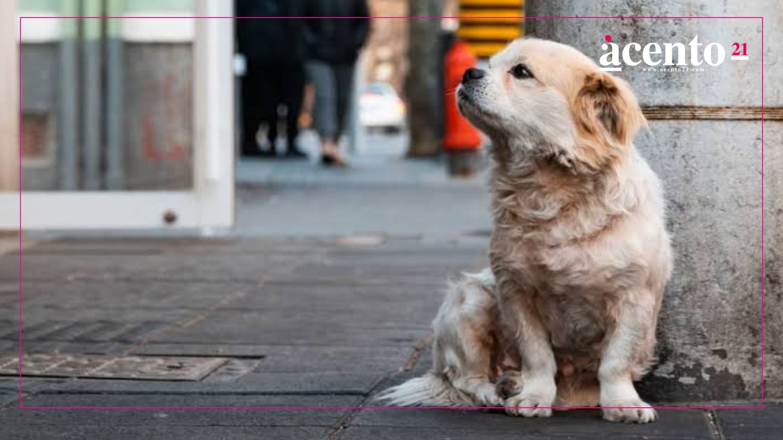 Automovilista atropella a propósito a perrita en fraccionamiento en Atlixco; vecinos exigen justicia