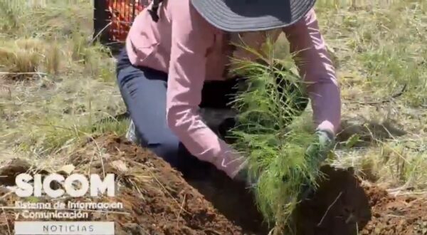 Conafor realiza jornada de reforestación en Tlahuapan para fortalecer ecosistemas de la cuenca del Atoyac