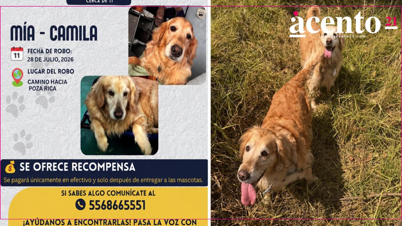 Buscan a perritas Mía y Camila; fueron robadas en violento asalto en la México-Tuxpan