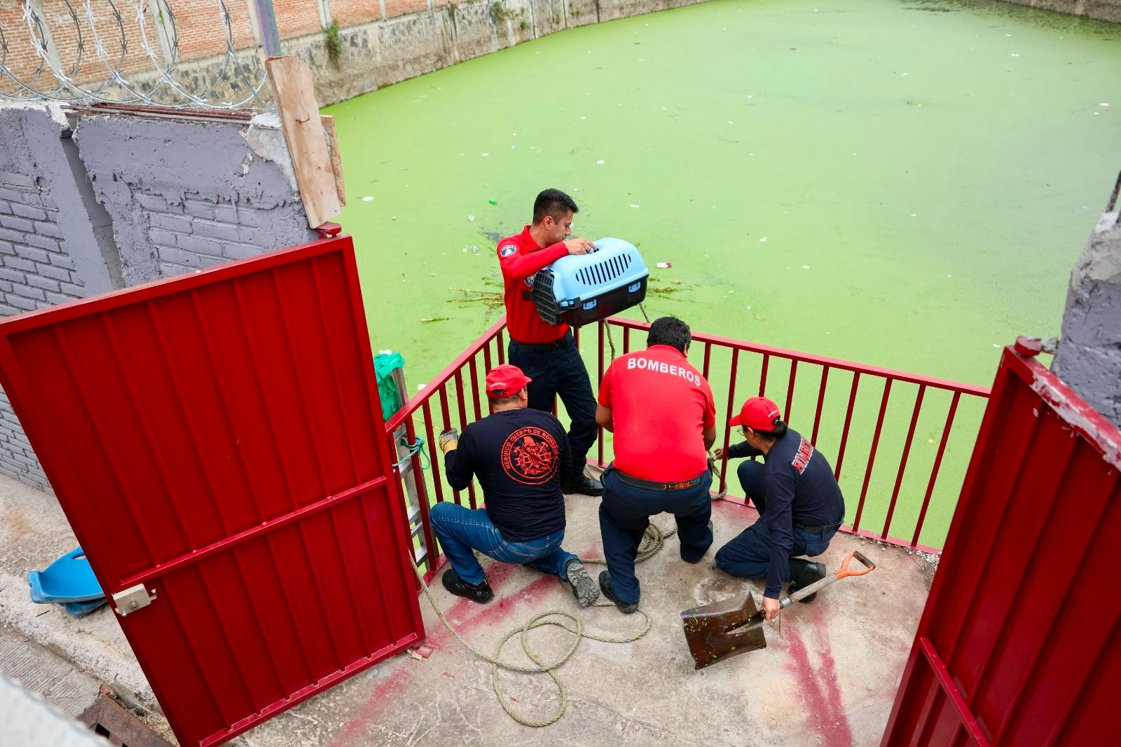Bomberos de Cuautlancingo rescatan a ser sintiente en vaso regulador El ejemplar fue puesto a salvo y trasladado al Centro de Bienestar Animal para recibir valoración y cuidados. Cuautlancingo, Pue.– Elementos de la Dirección de Bomberos de Cuautlancingo rescataron con éxito a un ser sintiente que se encontraba en condiciones de riesgo dentro de un vaso regulador ubicado sobre la calle 20 de Noviembre, en la cabecera municipal. La intervención se realizó después de recibir un reporte ciudadano, por lo que personal de la Secretaría de Seguridad Ciudadana y Protección Civil acudió al punto para realizar las maniobras necesarias. Tras el rescate, el ejemplar fue puesto a salvo y entregado al Centro de Bienestar Animal de Cuautlancingo, donde recibirá seguimiento a su estado de salud y los cuidados correspondientes. Las autoridades municipales señalaron que la coordinación entre Bomberos y el Centro de Bienestar Animal permite atender este tipo de reportes y procurar mejores condiciones para los seres sintientes del municipio. La Secretaría de Seguridad Ciudadana y Protección Civil informó que mantiene atención permanente a los reportes de la población y continuará trabajando de manera coordinada con las distintas áreas municipales para atender situaciones de riesgo.