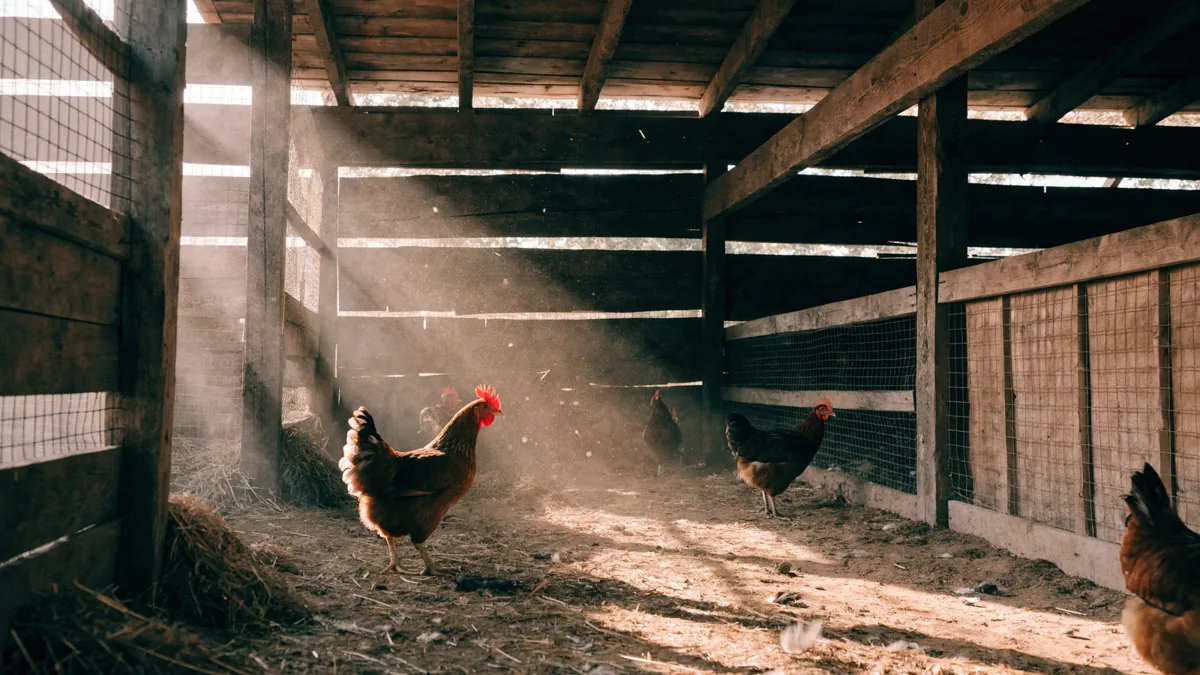 Socorro Romero: la mujer que hizo una fortuna desde un gallinero Interior de un gallinero rural antiguo con luz dorada entrando entre las tablas.