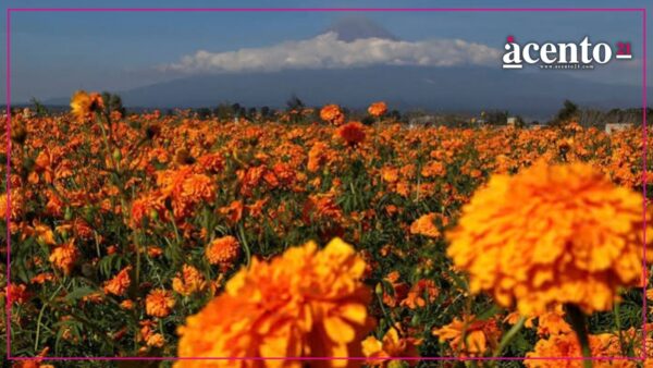 Puebla prevé producción récord de cempasúchil y derrama superior a 100 mdp